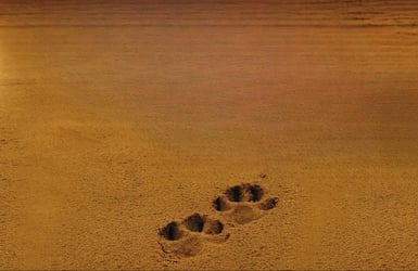 Tracking_coyote2
