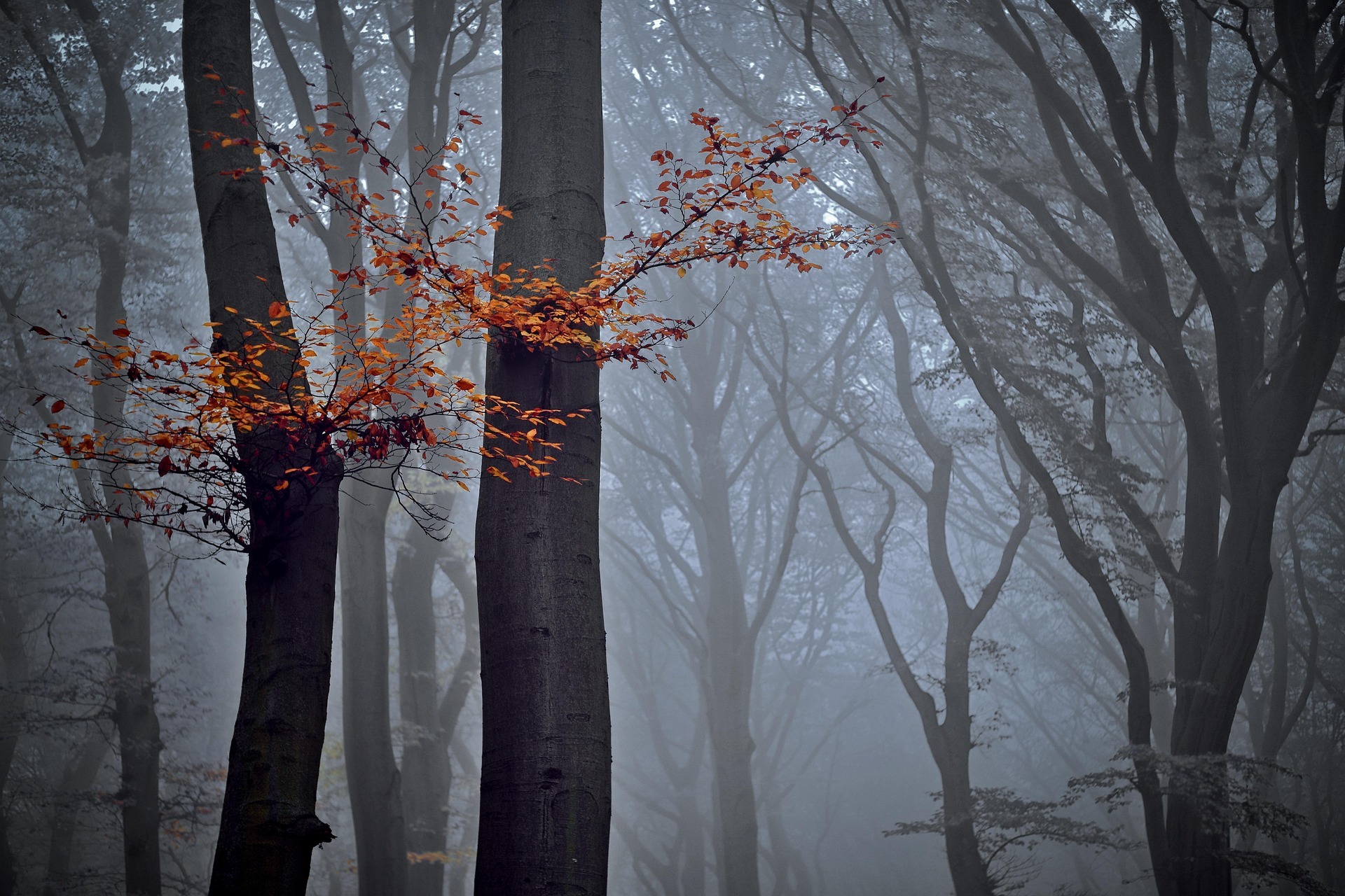 forest-7573541_1920