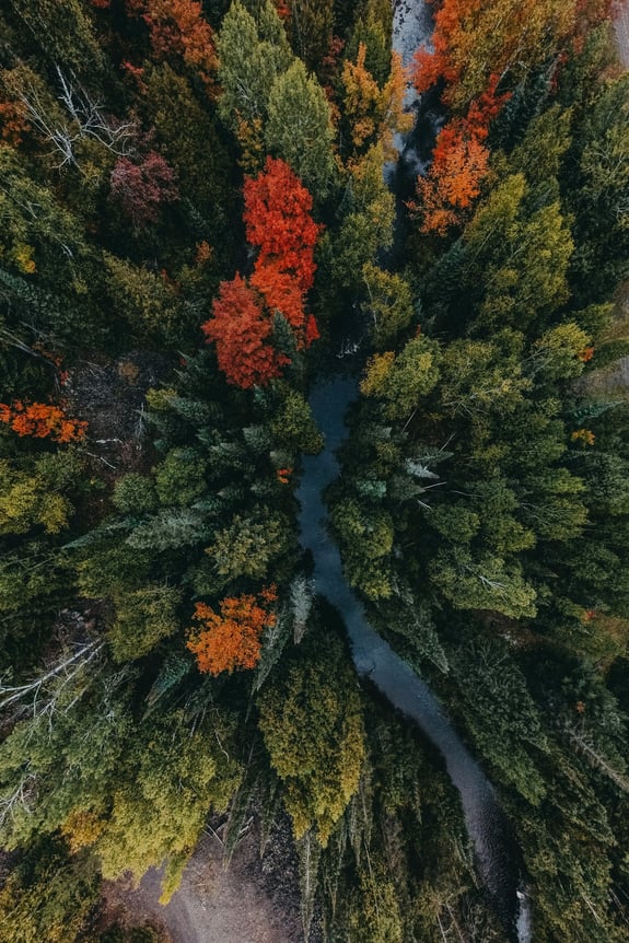 Forest view