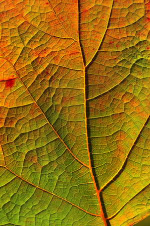 leaf-6220977_1920 leaf-6220977_1920