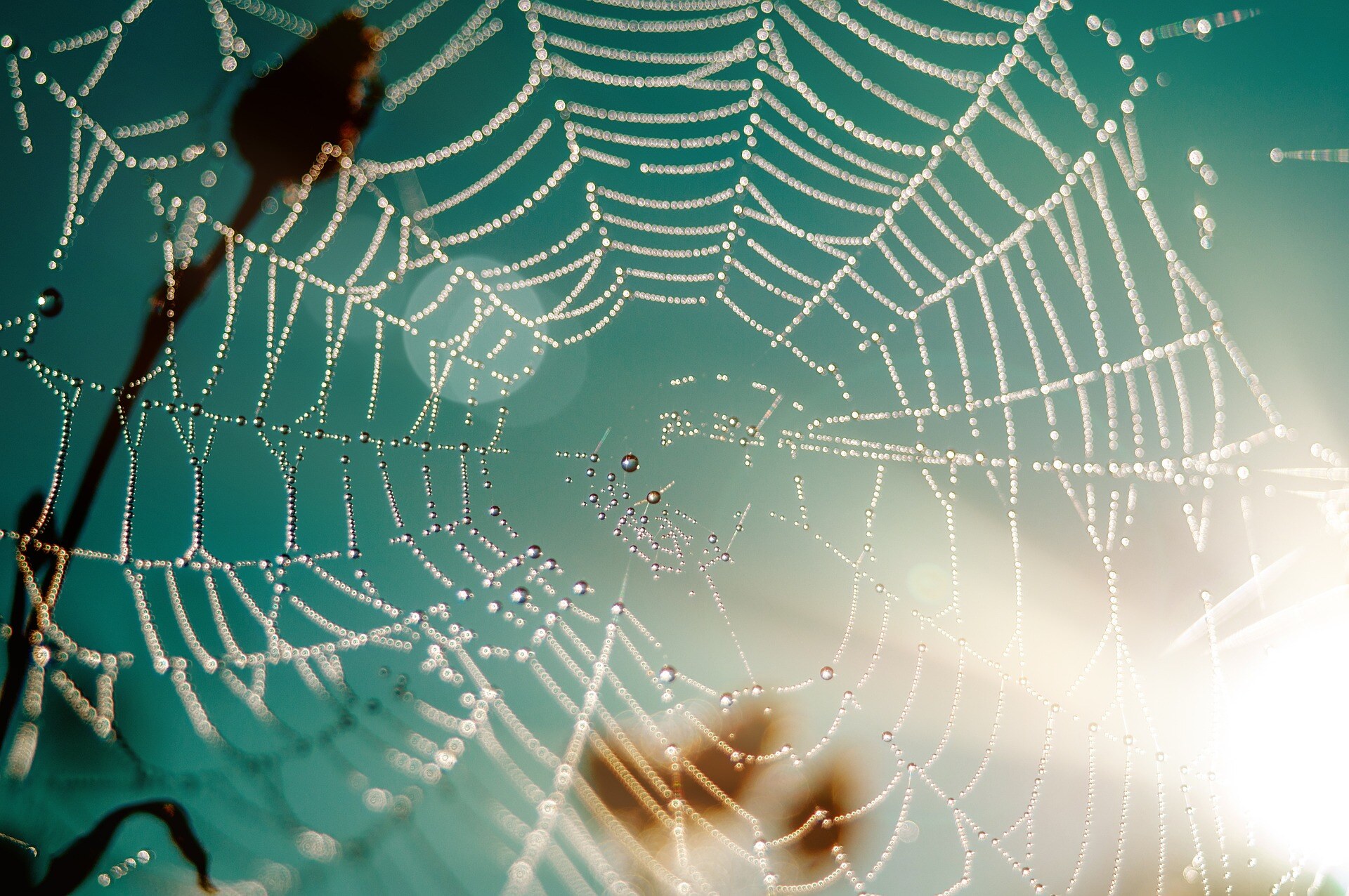pattern web pattern web